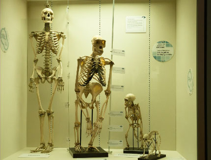 evolution, skeletons